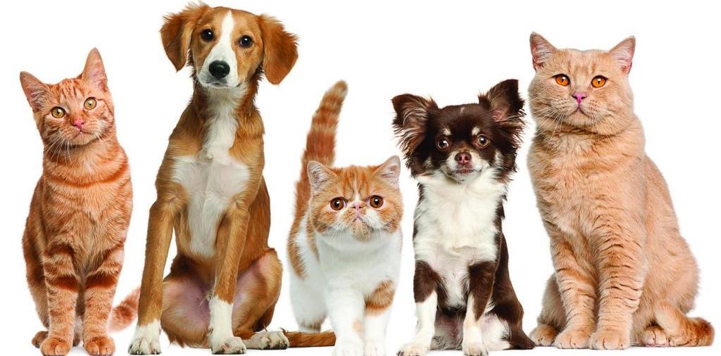 Доска объявлений о животных | ЗооТом - продажа, вязка и услуги для животных в Туймазах