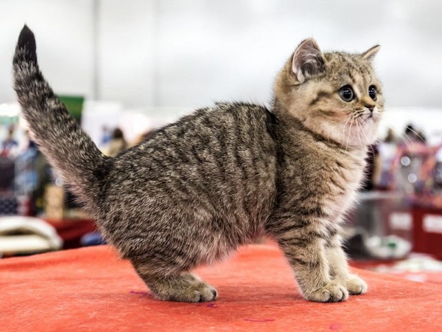Породы кошек в Туймазах | ЗооТом портал о животных