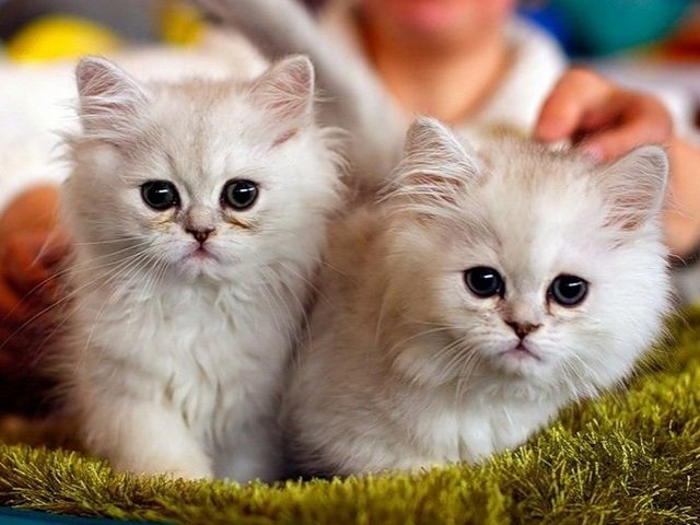 Породы кошек в Туймазах | ЗооТом портал о животных