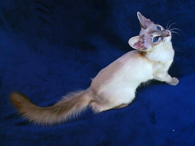 Выведенные породы кошек в Туймазах | ЗооТом портал о животных