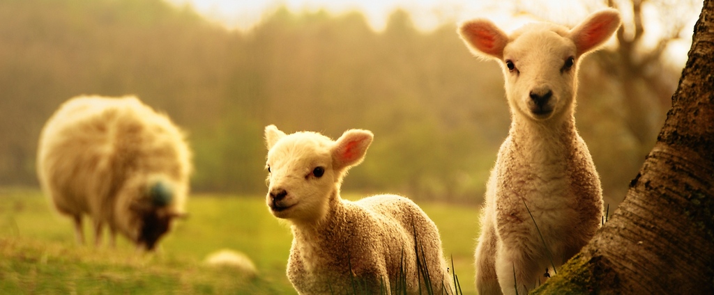 Объявления о сельскохозяйственных животных | ЗооТом - продажа, вязка и услуги для животных в Туймазах