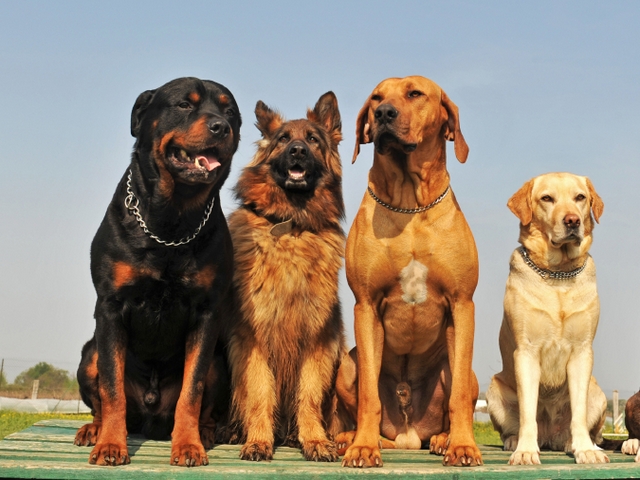 Крупные породы собак в Туймазах | ЗооТом портал о животных